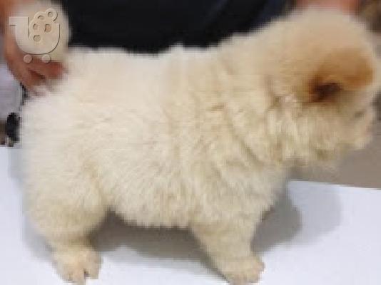 Τσόου τσόου ΛΕΥΚΟ Chow chow BEIGE